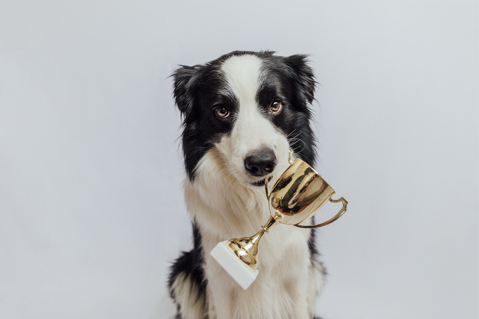 Border Collie with a Trophy Cup